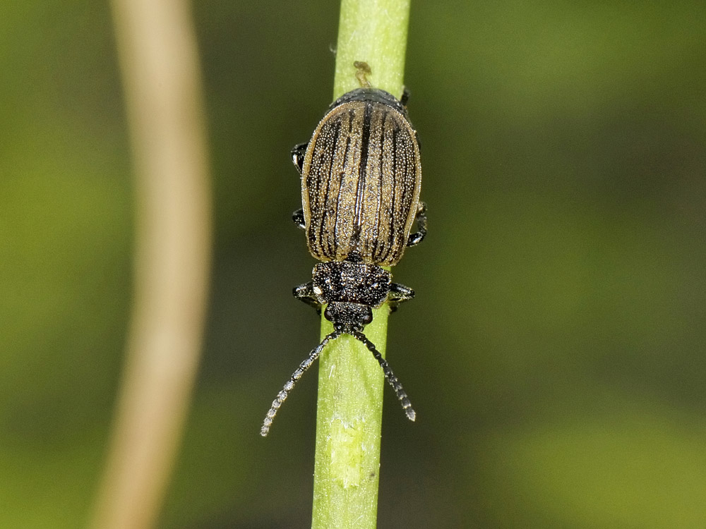 Galeruca interrupta